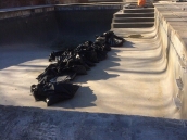 Pool Renovation Job
